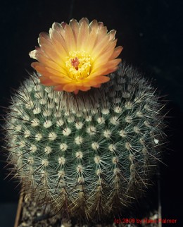 Notocactus cv. scopa 